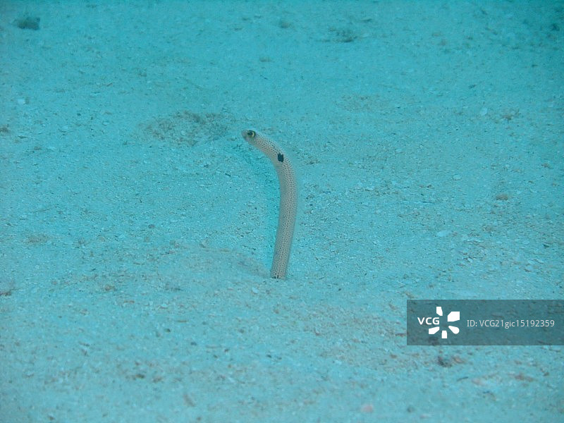 花园鳗图片素材