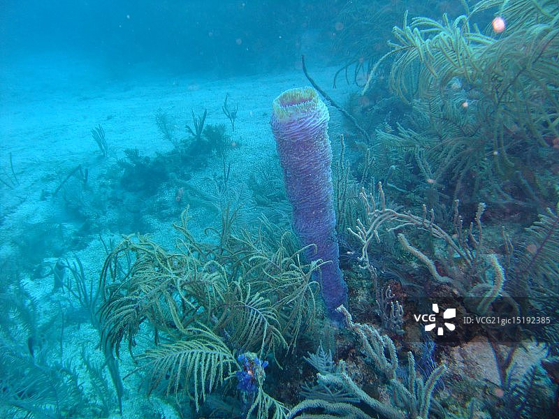 桶状海绵图片素材