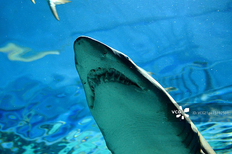 大白鲨图片素材