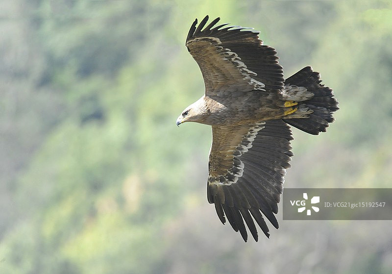 草原雕图片素材