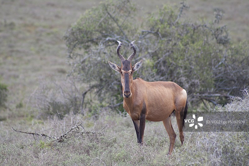 南非的红狷羚图片素材