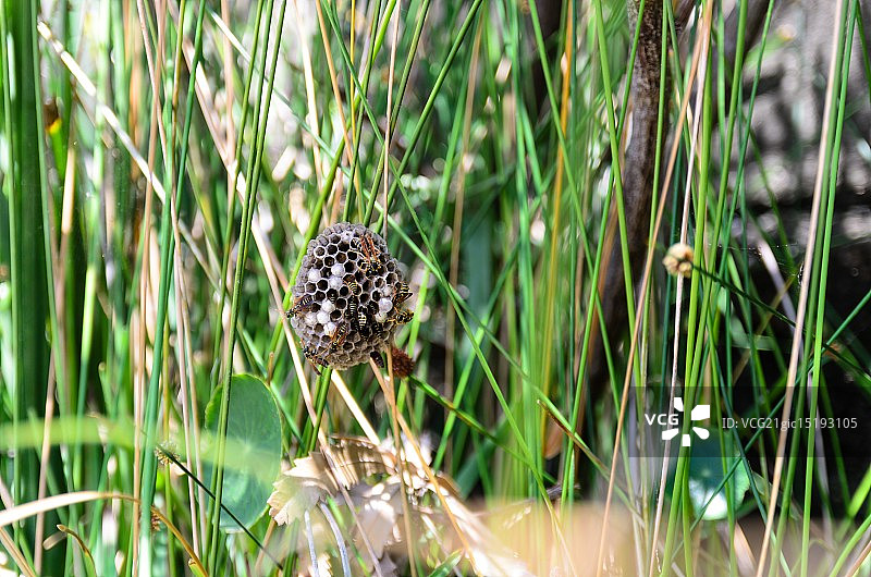 纸蜂巢穴建造图片素材