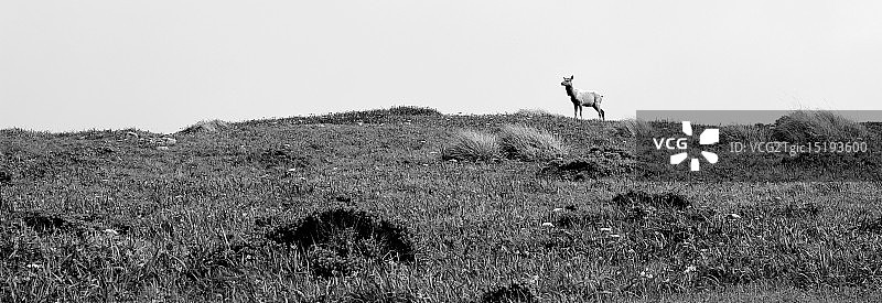 孤独的图莱麋鹿图片素材