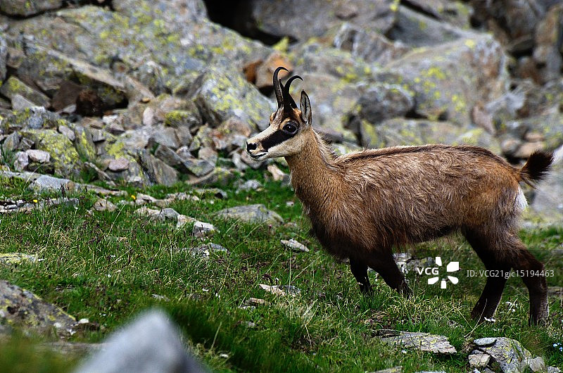 维奥兹羱羊图片素材