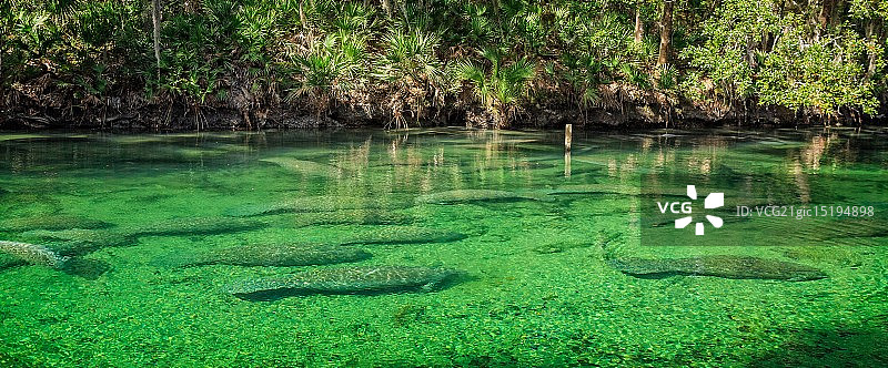 海牛全景图片素材