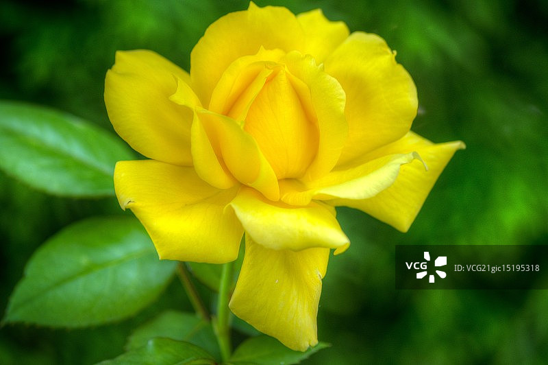 黄玫瑰图片素材