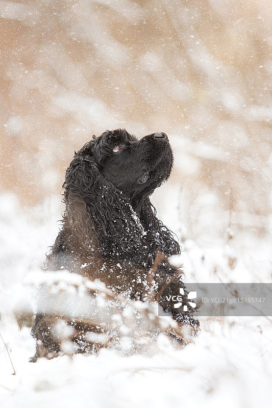 托比猎犬图片素材