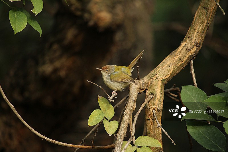 黄色莺图片素材