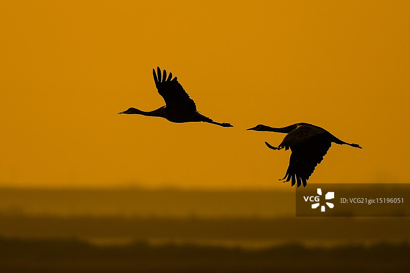 沙丘鹤剪影图片素材