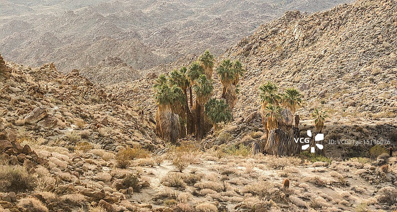 沙漠棕榈绿洲图片素材