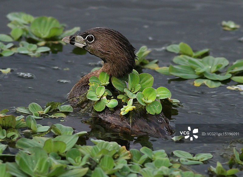 Ami Shecter的鸊鷉花园图片素材