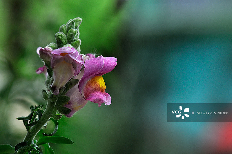 金鱼草图片素材