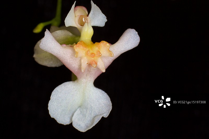 文心兰图片素材