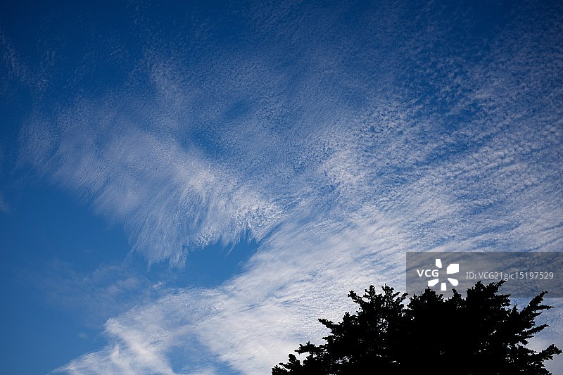 蒙特雷柏树的天空图片素材