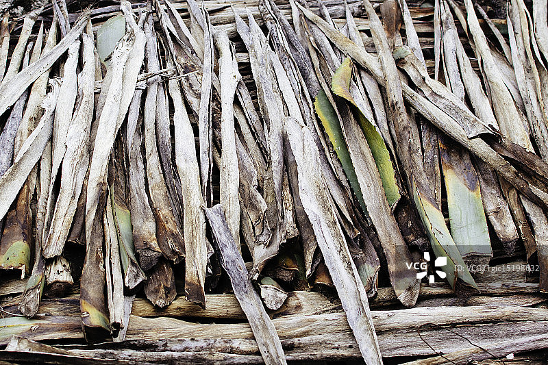 用于制作龙舌兰酒的芦荟图片素材