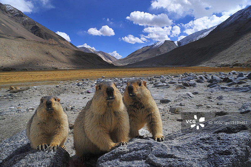 喜马拉雅旱獭图片素材
