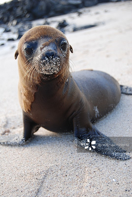 小海豹图片素材