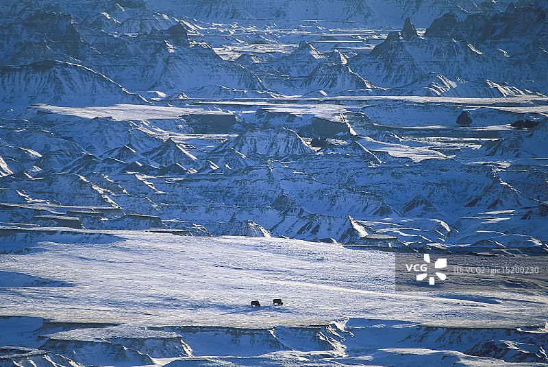 冬季恶地中的野牛图片素材