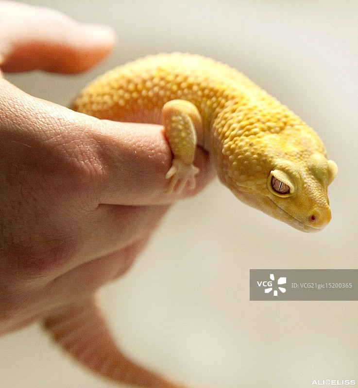 豹纹守宫图片素材