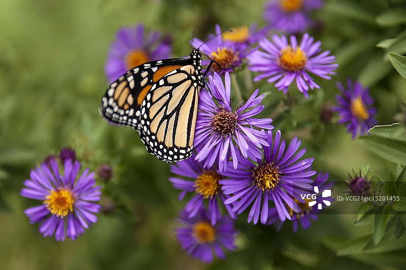 翠菊与蝴蝶图片素材