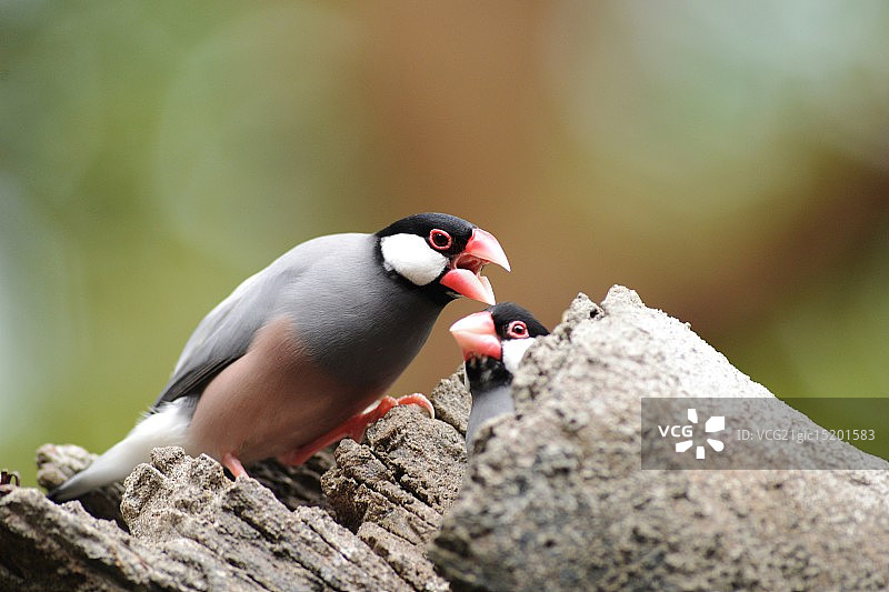 禾雀鸟图片素材