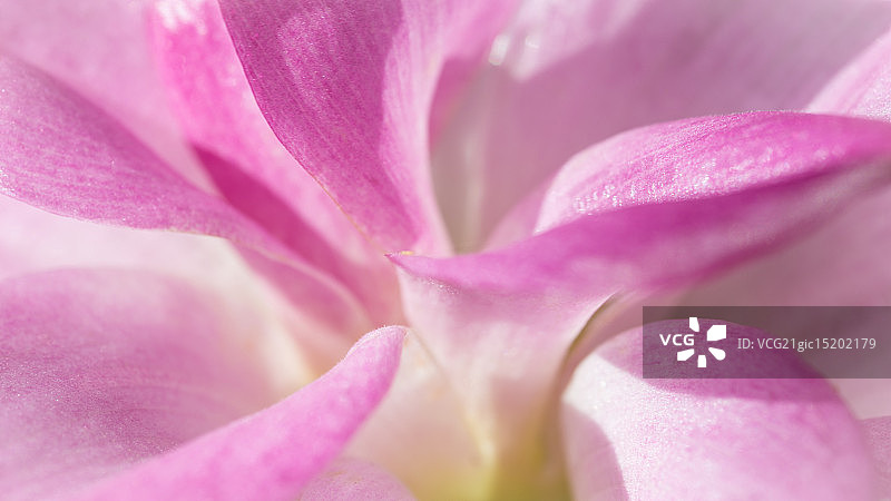 柔和的姜花图片素材