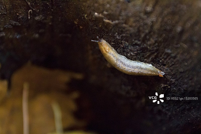 鼻涕虫图片素材