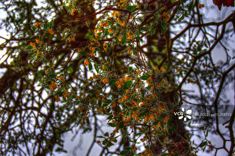 槲寄生图片素材