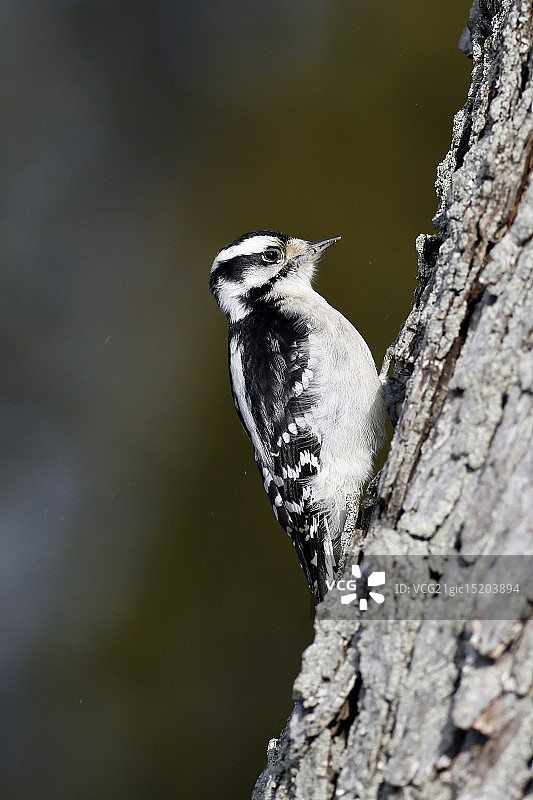柔和的啄木鸟图片素材