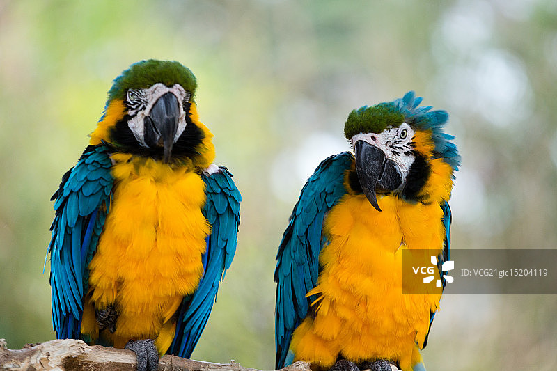 蓝黄金刚鹦鹉II图片素材