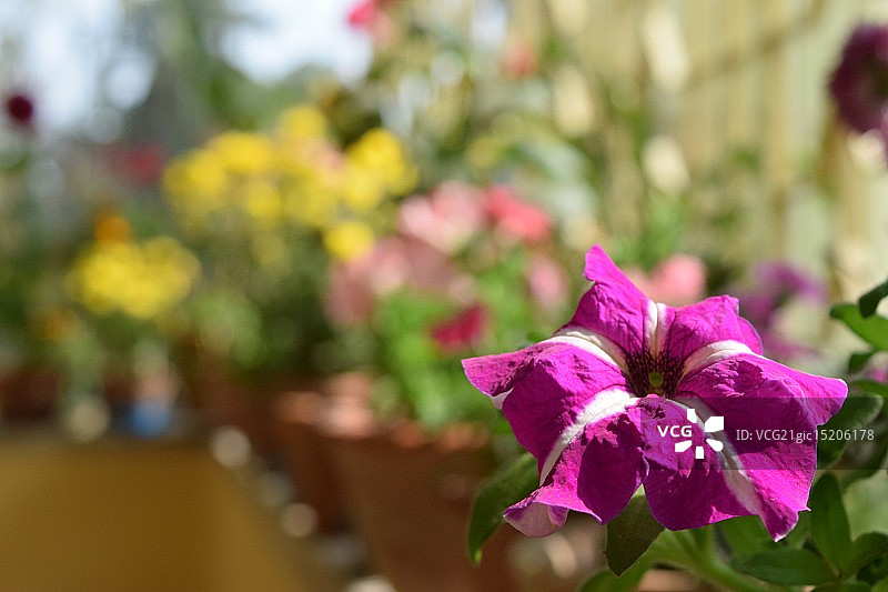 孤零零的矮牵牛图片素材