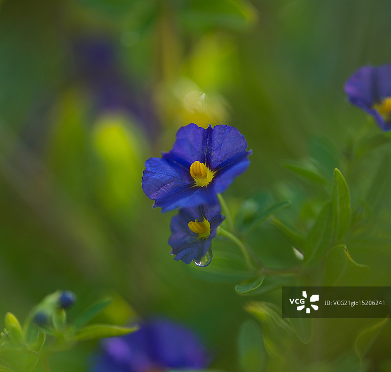 茄属植物图片素材