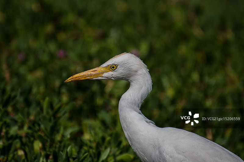 小白鹭图片素材