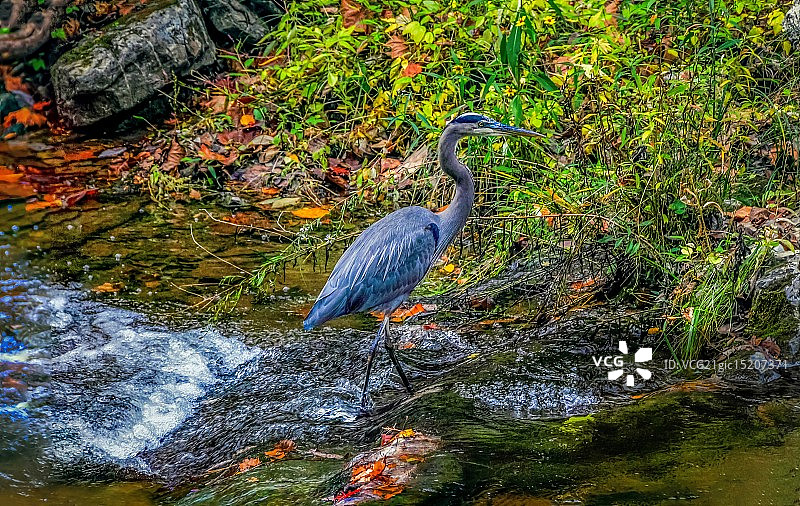 秋日里的蓝鹭图片素材