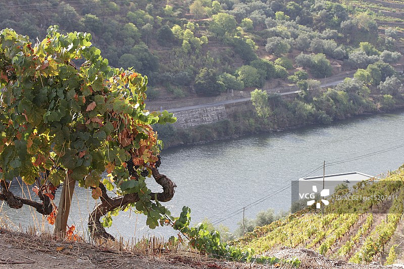杜埃罗河岸的葡萄园图片素材
