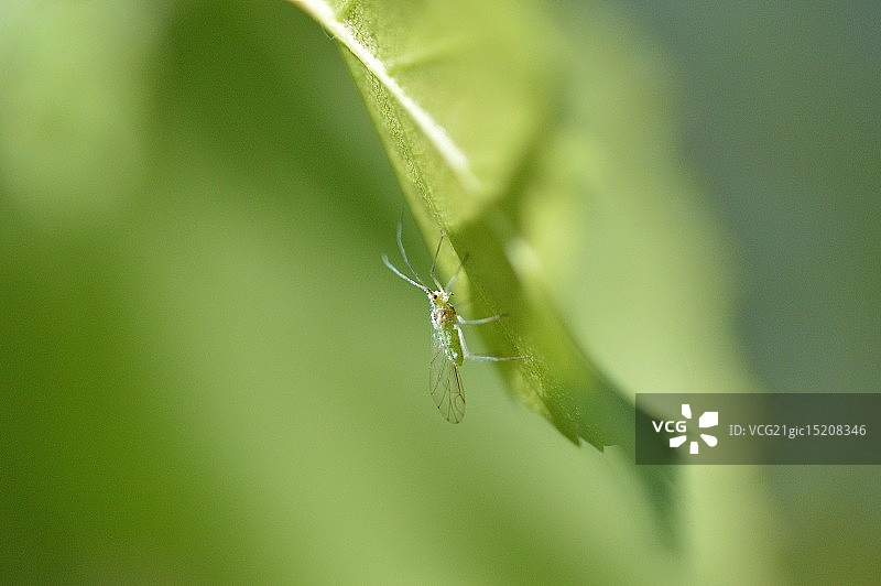 蚜虫图片素材