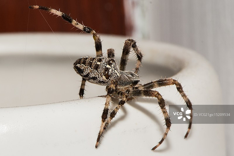 房子里的花园蜘蛛图片素材