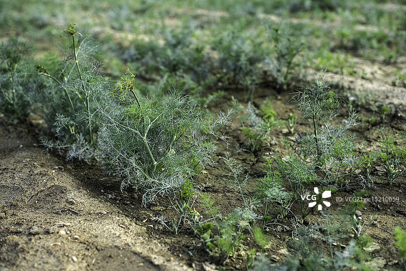 绿色莳萝田地图片素材