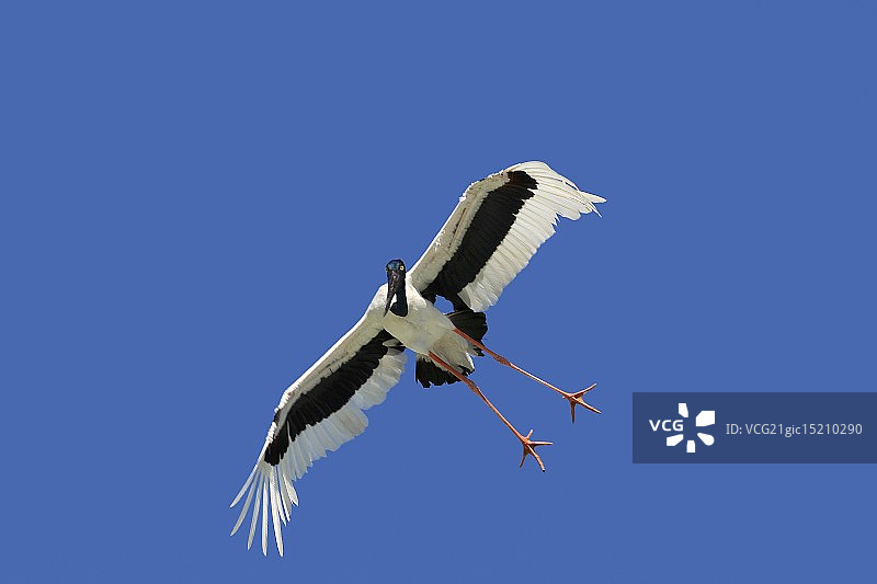 黑颈鹳图片素材