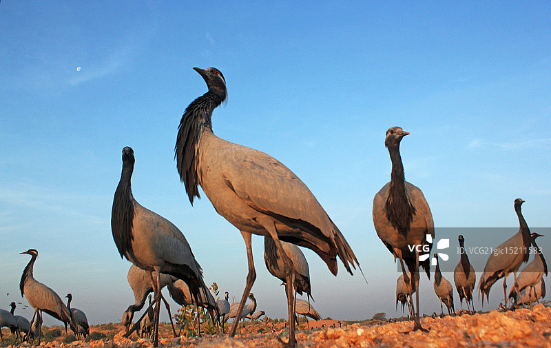 蓑羽鹤图片素材