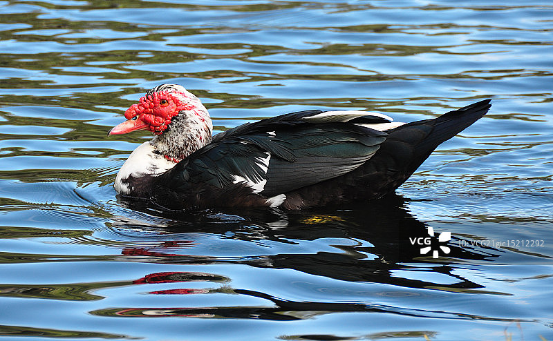 美洲家鸭图片素材