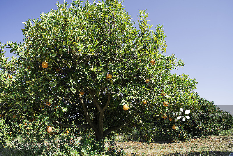种植园里的橘子树图片素材