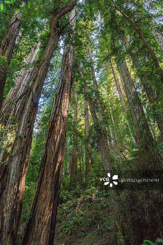 加州马林县缪尔红杉国家纪念地图片素材