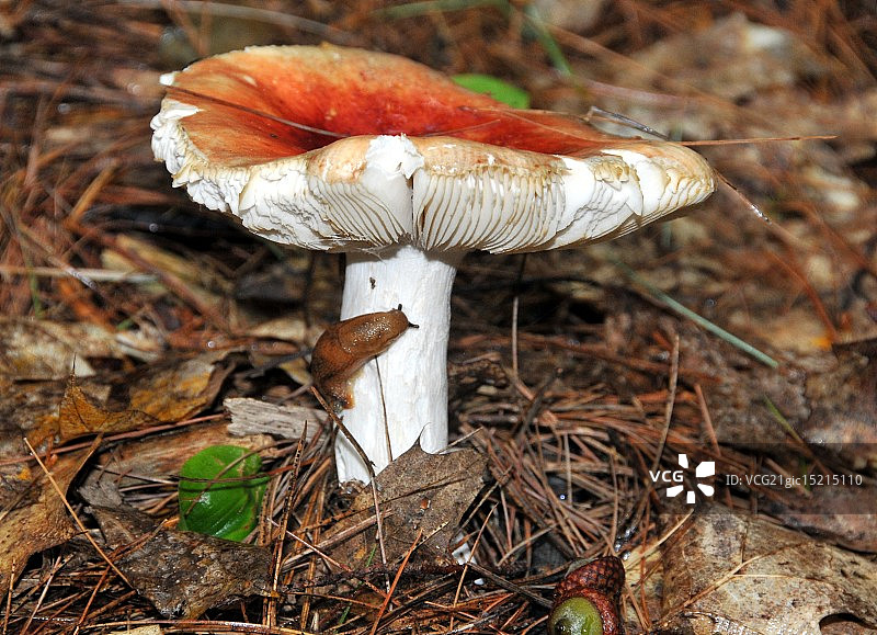 蛞蝓的舒适庇护所图片素材