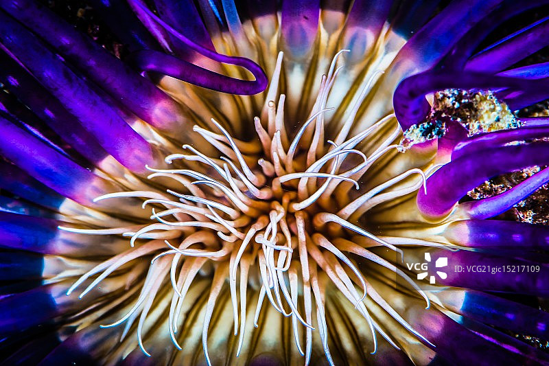 迷幻触须图片素材