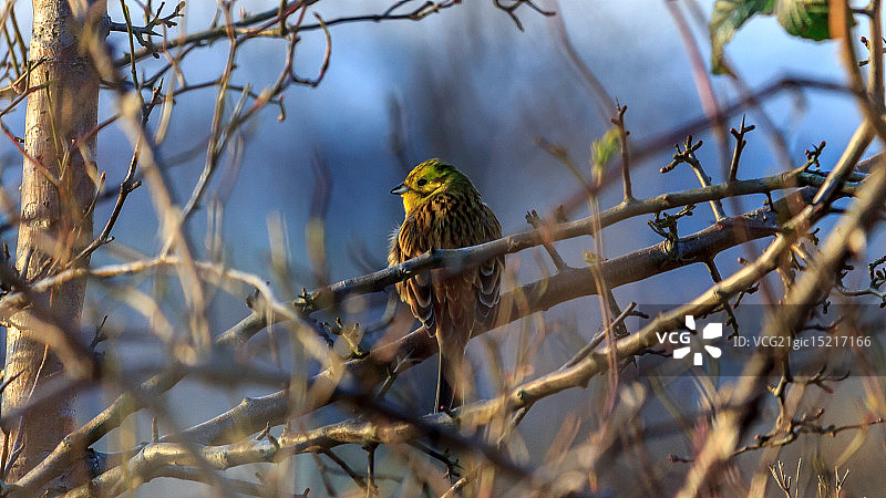 金翼啄木鸟图片素材