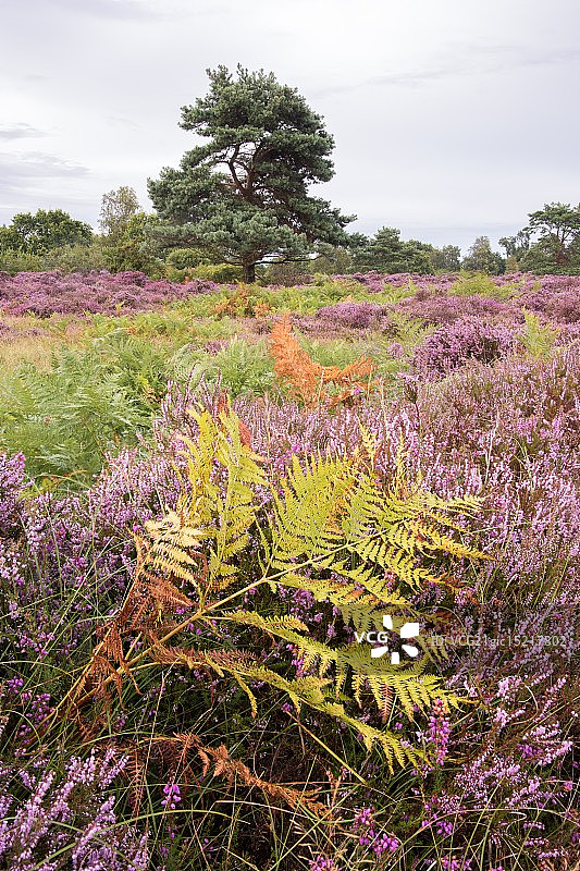 石楠花荒地图片素材