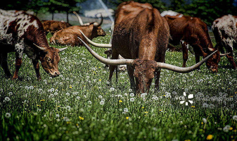 德克萨斯大角羊图片素材