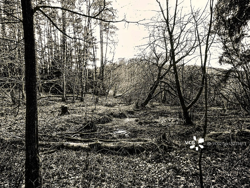 野猪的浴缸图片素材