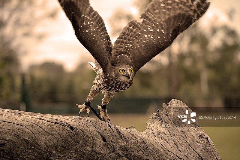 正在起飞的叫鸮图片素材